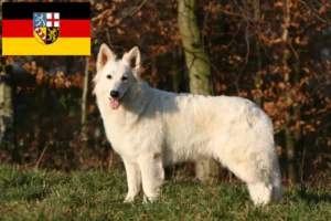 Mehr über den Artikel erfahren Weißer Schweizer Schäferhund Züchter und Welpen im Saarland