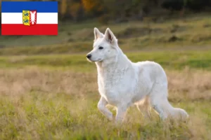 Mehr über den Artikel erfahren Weißer Schweizer Schäferhund Züchter und Welpen in Schleswig-Holstein