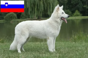 Mehr über den Artikel erfahren Weißer Schweizer Schäferhund Züchter und Welpen in Slowenien