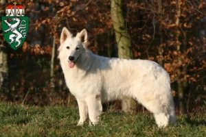 Mehr über den Artikel erfahren Weißer Schweizer Schäferhund Züchter und Welpen in der Steiermark