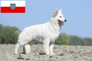 Mehr über den Artikel erfahren Weißer Schweizer Schäferhund Züchter und Welpen in Thüringen