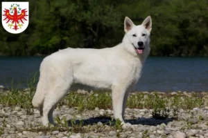 Mehr über den Artikel erfahren Weißer Schweizer Schäferhund Züchter und Welpen in Tirol