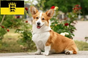 Mehr über den Artikel erfahren Welsh Corgi Züchter und Welpen in Baden-Württemberg