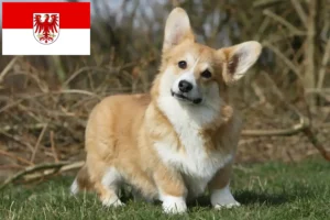 Mehr über den Artikel erfahren Welsh Corgi Züchter und Welpen in Brandenburg