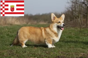 Mehr über den Artikel erfahren Welsh Corgi Züchter und Welpen in Bremen