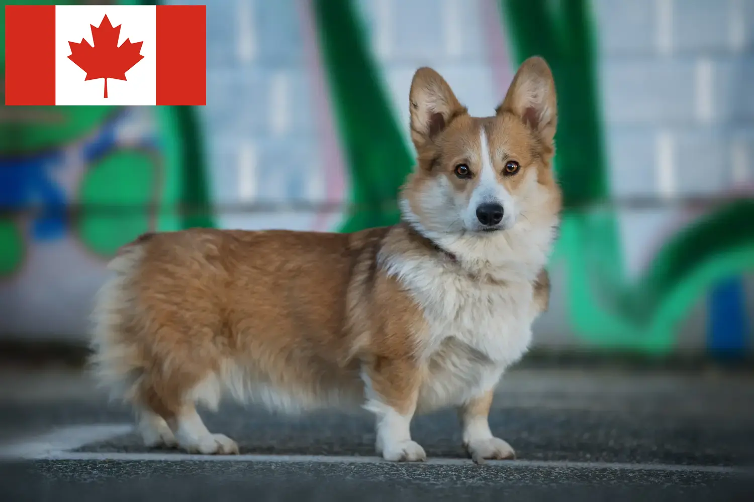 Welsh Corgi Züchter und Welpen in Kanada - DogWeb.de