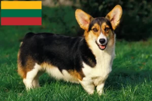 Mehr über den Artikel erfahren Welsh Corgi Züchter und Welpen in Litauen