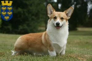 Mehr über den Artikel erfahren Welsh Corgi Züchter und Welpen in Niederösterreich