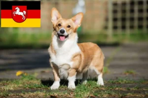 Mehr über den Artikel erfahren Welsh Corgi Züchter und Welpen in Niedersachsen