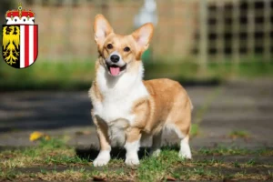 Mehr über den Artikel erfahren Welsh Corgi Züchter und Welpen in Oberösterreich