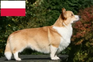 Mehr über den Artikel erfahren Welsh Corgi Züchter und Welpen in Polen