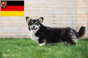 Mehr über den Artikel erfahren Welsh Corgi Züchter und Welpen in Rheinland-Pfalz