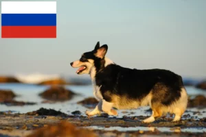 Mehr über den Artikel erfahren Welsh Corgi Züchter und Welpen in Russland