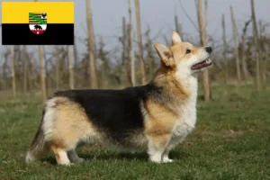 Mehr über den Artikel erfahren Welsh Corgi Züchter und Welpen in Sachsen-Anhalt