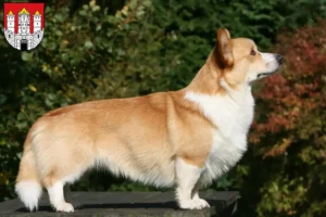 Mehr über den Artikel erfahren Welsh Corgi Züchter und Welpen in Salzburg