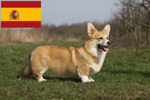 Mehr über den Artikel erfahren Welsh Corgi Züchter und Welpen in Spanien