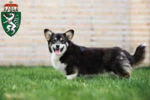 Read more about the article Welsh Corgi Züchter und Welpen in der Steiermark