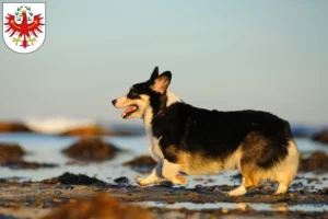 Mehr über den Artikel erfahren Welsh Corgi Züchter und Welpen in Tirol