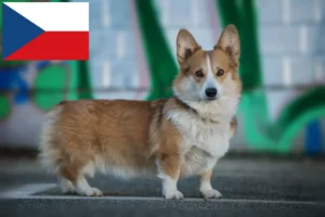 Mehr über den Artikel erfahren Welsh Corgi Züchter und Welpen in Tschechien