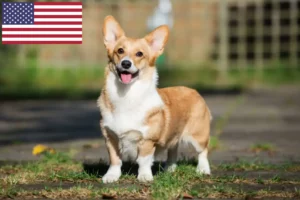 Mehr über den Artikel erfahren Welsh Corgi Züchter und Welpen in den USA