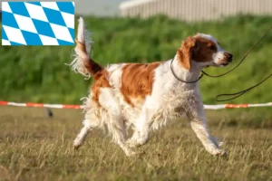 Mehr über den Artikel erfahren Welsh Springer Spaniel Züchter und Welpen in Bayern