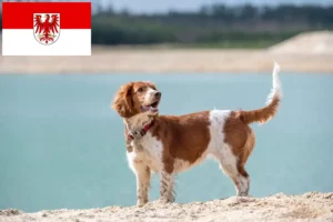 Mehr über den Artikel erfahren Welsh Springer Spaniel Züchter und Welpen in Brandenburg