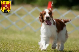 Mehr über den Artikel erfahren Welsh Springer Spaniel Züchter und Welpen im Burgenland