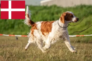 Mehr über den Artikel erfahren Welsh Springer Spaniel Züchter und Welpen in Dänemark