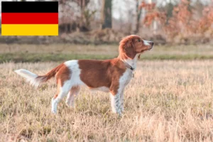 Mehr über den Artikel erfahren Welsh Springer Spaniel Züchter und Welpen in Deutschland