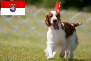 Mehr über den Artikel erfahren Welsh Springer Spaniel Züchter und Welpen in Hessen