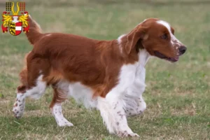 Mehr über den Artikel erfahren Welsh Springer Spaniel Züchter und Welpen in Kärnten