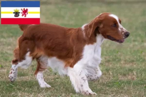 Mehr über den Artikel erfahren Welsh Springer Spaniel Züchter und Welpen in Mecklenburg-Vorpommern