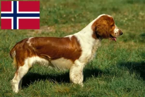 Mehr über den Artikel erfahren Welsh Springer Spaniel Züchter und Welpen in Norwegen