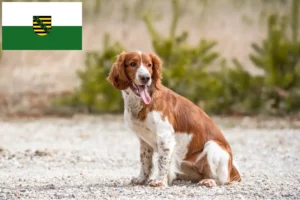 Mehr über den Artikel erfahren Welsh Springer Spaniel Züchter und Welpen in Sachsen