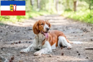 Mehr über den Artikel erfahren Welsh Springer Spaniel Züchter und Welpen in Schleswig-Holstein