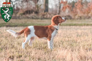 Mehr über den Artikel erfahren Welsh Springer Spaniel Züchter und Welpen in der Steiermark