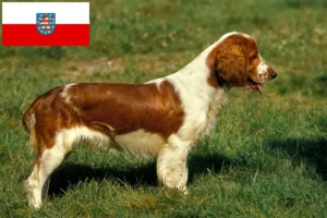 Mehr über den Artikel erfahren Welsh Springer Spaniel Züchter und Welpen in Thüringen