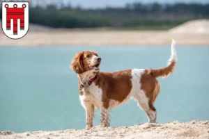 Mehr über den Artikel erfahren Welsh Springer Spaniel Züchter und Welpen in Vorarlberg