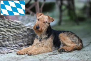 Mehr über den Artikel erfahren Welsh Terrier Züchter und Welpen in Bayern