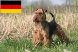 Mehr über den Artikel erfahren Welsh Terrier Züchter und Welpen in Deutschland