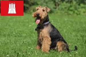 Mehr über den Artikel erfahren Welsh Terrier Züchter und Welpen in Hamburg