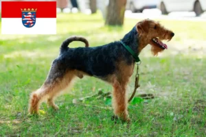 Mehr über den Artikel erfahren Welsh Terrier Züchter und Welpen in Hessen