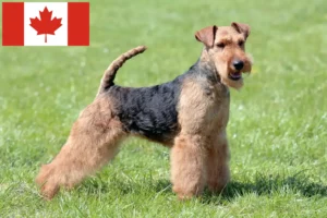 Mehr über den Artikel erfahren Welsh Terrier Züchter und Welpen in Kanada