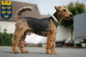 Mehr über den Artikel erfahren Welsh Terrier Züchter und Welpen in Niederösterreich