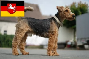 Mehr über den Artikel erfahren Welsh Terrier Züchter und Welpen in Niedersachsen