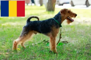 Mehr über den Artikel erfahren Welsh Terrier Züchter und Welpen in Rumänien