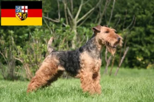 Mehr über den Artikel erfahren Welsh Terrier Züchter und Welpen im Saarland