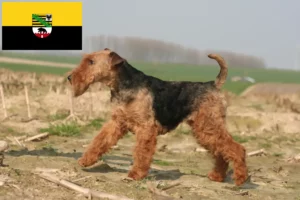 Mehr über den Artikel erfahren Welsh Terrier Züchter und Welpen in Sachsen-Anhalt