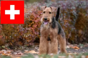 Mehr über den Artikel erfahren Welsh Terrier Züchter und Welpen in der Schweiz