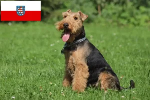 Mehr über den Artikel erfahren Welsh Terrier Züchter und Welpen in Thüringen
